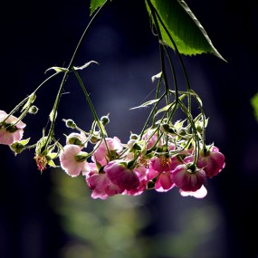 【习 拍】 小 区 拍 蔷 薇