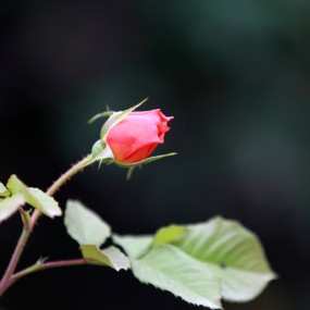 三原农夫的作品