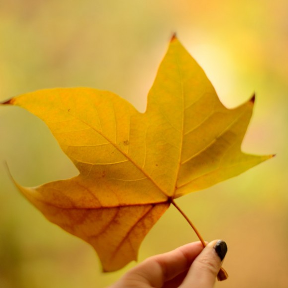 冬雨中西电的几片黄叶