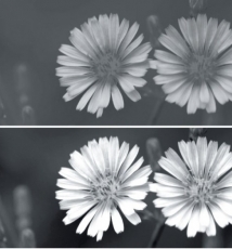 拍出花的不同风情