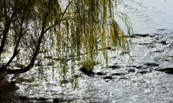 老袁习作：‘浐灞小景’