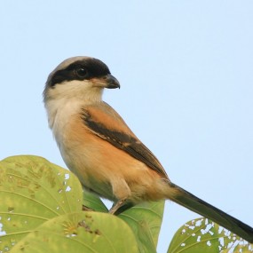 蒙面大盗--小伯劳