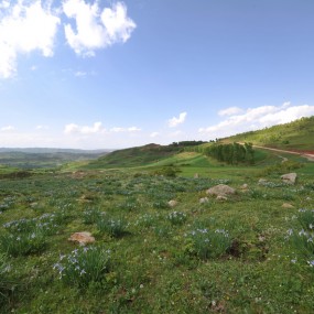 蓝天、白云、鲜花