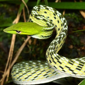 朋友的佳作----蛇年拍蛇