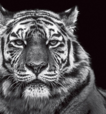 荒野牢笼 在悲剧动物园里互相观看