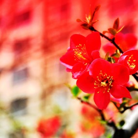 院子里的花第二集