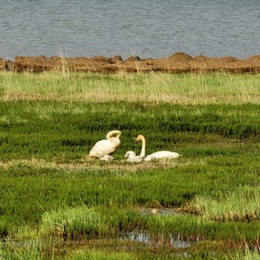 真实记录----野生天鹅的一家子