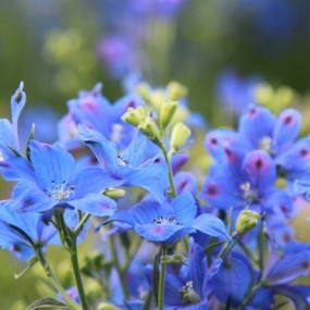 曲江花儿朵朵美