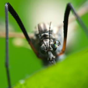 摄影师Joni Niemela精彩微距摄影作品