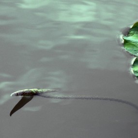 等待绽放的荷叶