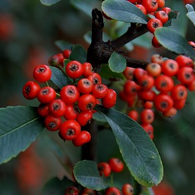 小红果【火棘】