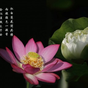 西安曲江荷花桌面（学习后期）