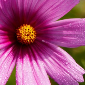 蓝天，东汤峪的格桑花