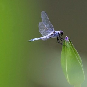 大自然，小生物。
