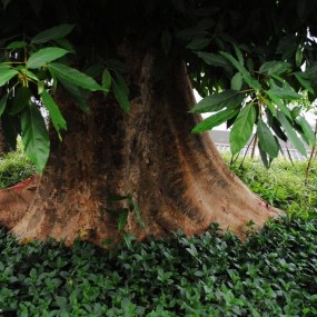 世园会摄影----植物篇 （2）