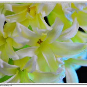 风信子_静静的开放_第二季：黄色、紫色篇