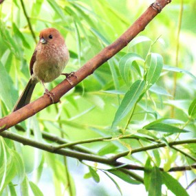 请教摄友们、这是什么鸟？