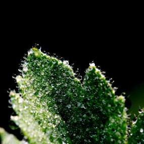 晶莹剔透   唯美露珠