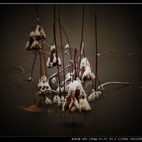 春晓园里的枯荷