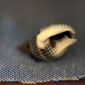 9.5【微摄力】——微距拍摄