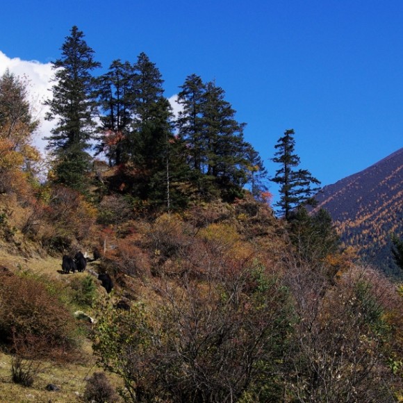 《华丽的盛装》