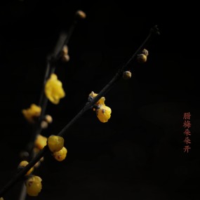 腊梅花，脸儿黄，身上不穿绿衣裳。