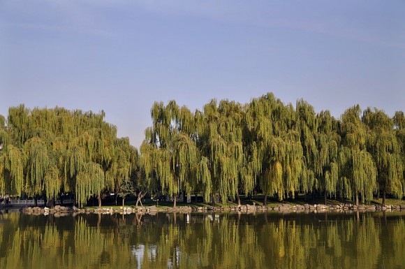寻找初冬的感觉——芙蓉园内好风光