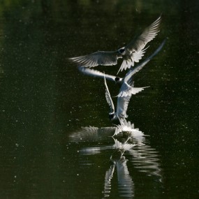 湿地公园的燕尾鸥--5