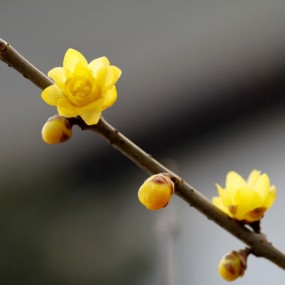 小雁塔的腊梅一个字__LIANG