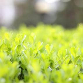 两片也代表我的一片心