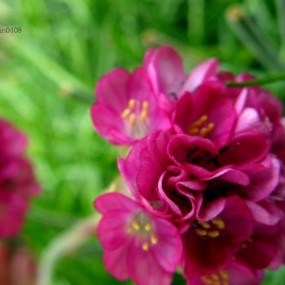 夏天里的WAXWEILER