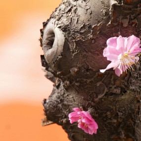 春风漫香桃先得