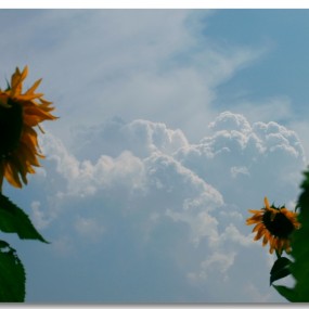 康能第11季2—火一样的葵