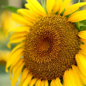 楼观台《金葵女》 迟交的作业，希望大家多支持啊。