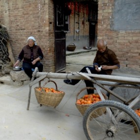 在柿子回来小螅