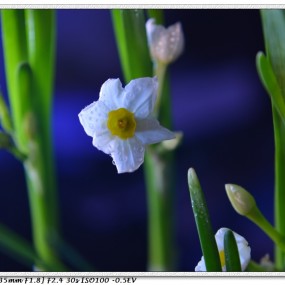 暗香——迟开的水仙（03.13更新5张新片子）