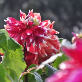 大丽花开迎客来