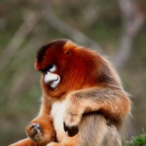 华阳古镇掠影（三）【金丝猴】