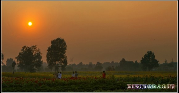 楼观花海交作业