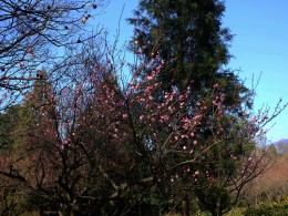 南京明孝陵梅花山赏梅