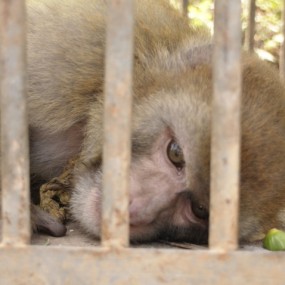 觉得这只猴子很可怜