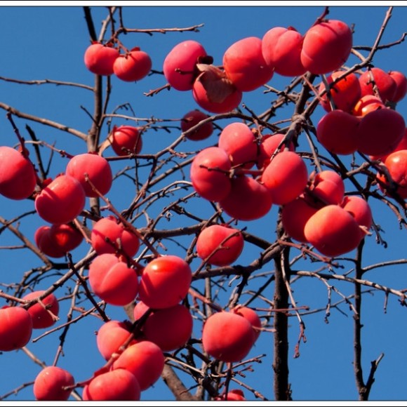 火景柿~柿柿如意