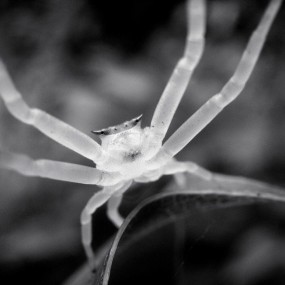 有些霸气的人面蜘蛛