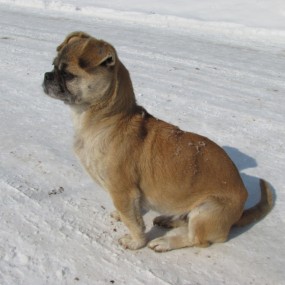 雪地中的爱狗，欢迎拍砖指教