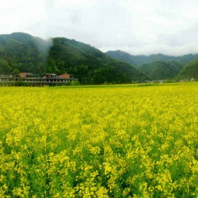 黎坝油菜花