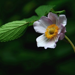 秦岭山拍几只山野花。万像更新2012.7.14