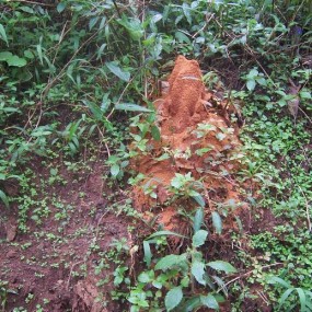 茶山行小虫乱拍