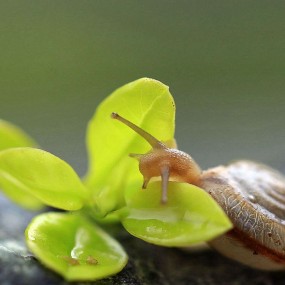雨后蜗牛