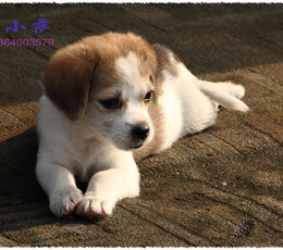 财神庙里的美女