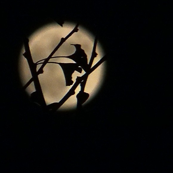 9月15夜晚的月亮